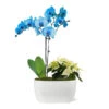 Blue Christmas Garden -Brighter Blooms 10IN Dot Watercolor Blue Orchid and White Poinsettia with Moss Topping 600x600 3402a074 cbdb 4c22 974c 236c18da1cac