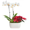 Classic Christmas Garden -Brighter Blooms 10IN Dot White Orchid with Yellow Lip and Red Poinsettia with Moss Topping 600x600 63ccda7e e53b 47d2 9206 e0cfaad3dc69