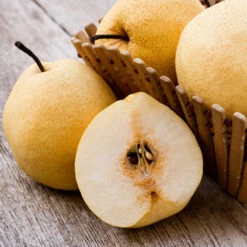 20th Century (Nijisseiki) Asian Pear Tree 8 20th Century (Nijisseiki) Asian Pear Tree -Brighter Blooms 20thCentury Pear 1 BB