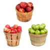 3 In 1 Apple Tree 1 3 In 1 Apple Tree -Brighter Blooms 3 in 1 Apple 600x600 0e0ed339 9aed 4ad4 8bb3 3116ac09b8bc