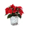 Red Poinsettia In Birch Pot -Brighter Blooms 4IN Birch Pot Red Poinsettia 600x600 95a27aa2 aede 4b31 8808 c70d37ce9a52