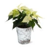 White Poinsettia In Birch Pot -Brighter Blooms 4IN Birch Pot White Poinsettia 600x600 47515ef1 b43c 45ca 8128 241a08debdf0