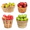 4-in-1 Apple Tree 2 4-in-1 Apple Tree -Brighter Blooms 4 in 1 Apple 600x600 cd0e54ea 6b44 4ccf b019 83298965fac6