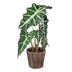 Alocasia Polly With Decorative Pot -Brighter Blooms 5IN Brown Wilson with Alocasia Poly