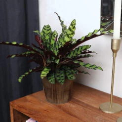 Calathea Rattlesnake With Decorative Pot -Brighter Blooms 5IN Brown Wilson with Calathea Rattlesnake 5