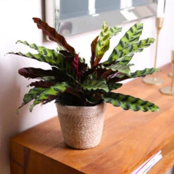 Calathea Rattlesnake With Decorative Pot -Brighter Blooms 5IN Brown Wilson with Calathea Rattlesnake 7