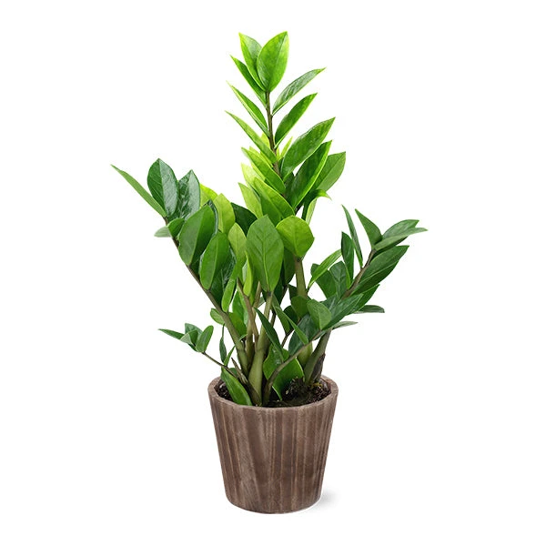 5-Inch ZZ Plant In Decorative Pot 3 5-Inch ZZ Plant In Decorative Pot