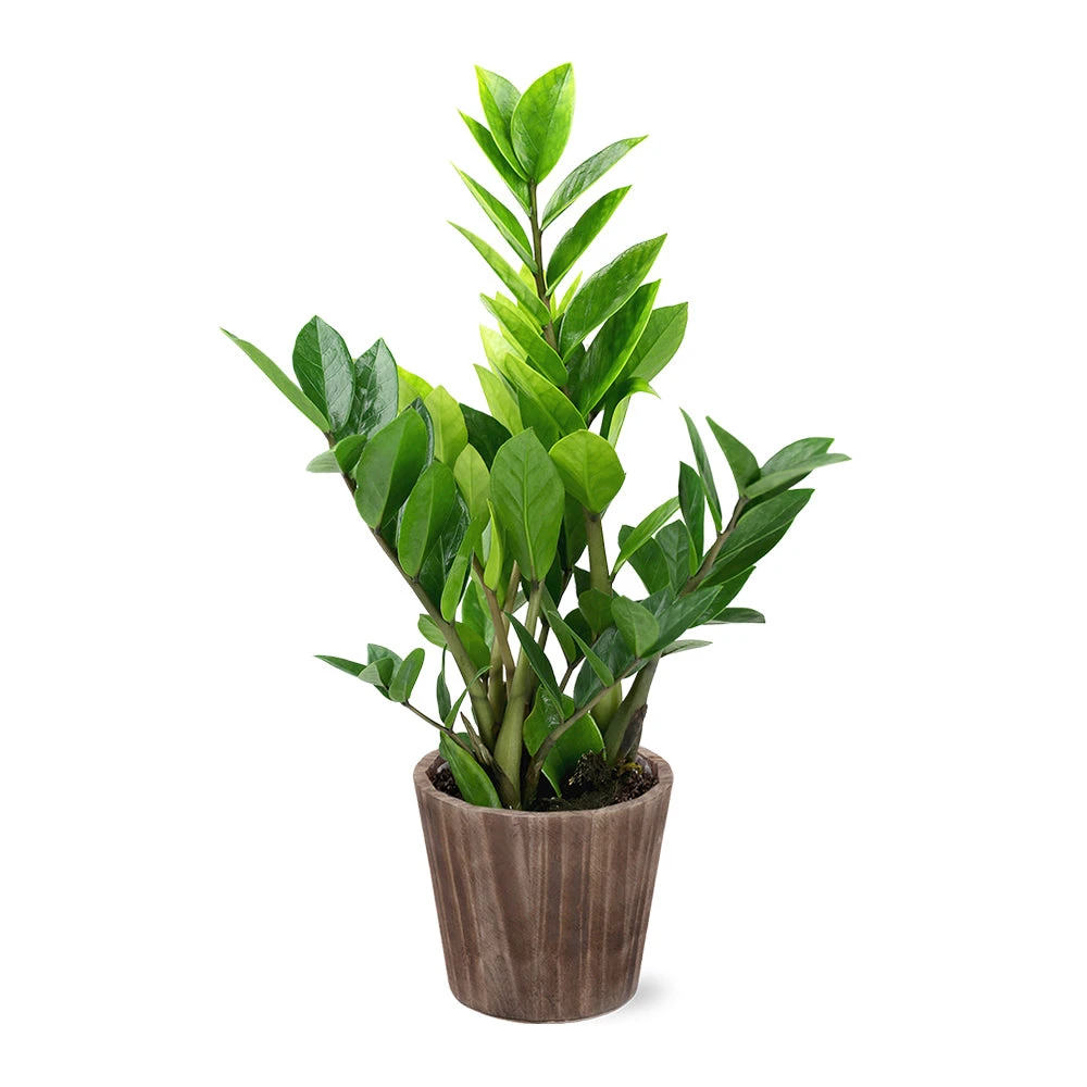 5-Inch ZZ Plant In Decorative Pot 4 5-Inch ZZ Plant In Decorative Pot - Image 2