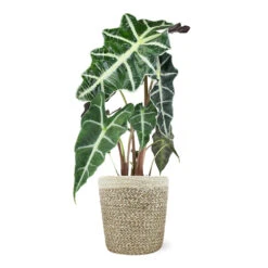 Alocasia Polly With Decorative Pot -Brighter Blooms 5IN Jute with Alocasia Poly dfc83514 5356 4061 b5d2 5ef36287840f