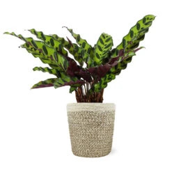Calathea Rattlesnake With Decorative Pot -Brighter Blooms 5IN Jute with Calathea Rattlesnake