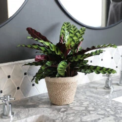 Calathea Rattlesnake With Decorative Pot