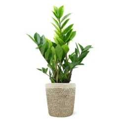 5-Inch ZZ Plant In Decorative Pot 9 5-Inch ZZ Plant In Decorative Pot -Brighter Blooms 5IN Jute with ZZ