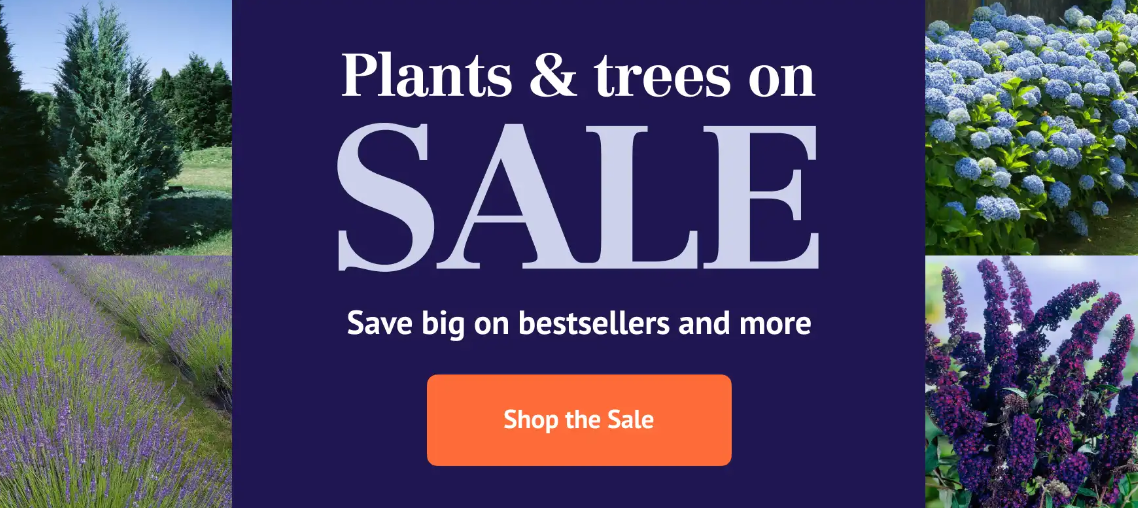 Brighter Blooms -Brighter Blooms 870f9d770dea0150131de00fcd73adb0