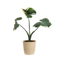 Mickey Mouse Alocasia (Alocasia Xanthosoma Variegata) -Brighter Blooms ALO MIC3 beigedelilah