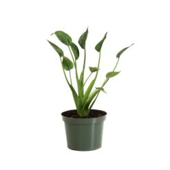 Tiny Dancer Plant -Brighter Blooms ALO TIN.6