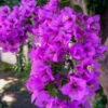 Alexandra Bougainvillea -Brighter Blooms ALexandra BOugainvillea BB 600x600 0aa64ff3 5296 448d bfac 8a30f574230d