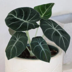 Alocasia Black Velvet -Brighter Blooms ALocasia Black Velvet 7
