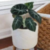 Alocasia Black Velvet -Brighter Blooms ALocasia Black Velvet BB 600x600 dc370293 504d 4faa 91ac d292103c8284