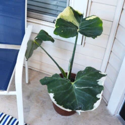 Mickey Mouse Alocasia (Alocasia Xanthosoma Variegata) -Brighter Blooms ALocasia Mickey Mouse 1