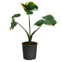 Mickey Mouse Alocasia (Alocasia Xanthosoma Variegata) -Brighter Blooms ALocasia Mickey Mouse 4