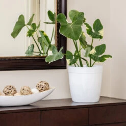 Mickey Mouse Alocasia (Alocasia Xanthosoma Variegata) -Brighter Blooms ALocasia Mickey Mouse 7 BB