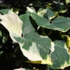 Mickey Mouse Alocasia (Alocasia Xanthosoma Variegata) -Brighter Blooms ALocasia Mickey Mouse BB 600x600 f84255dc 9683 4bbf 9c54 a7cee035d488