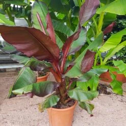 Red Abyssinian Banana Tree -Brighter Blooms Abyssinian Banana Ensata 5 BB