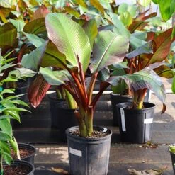 Red Abyssinian Banana Tree -Brighter Blooms Abyssinian Banana Ensata 7