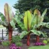 Red Abyssinian Banana Tree -Brighter Blooms Abyssinian Banana Ensata BB 600x600 f7d46329 2867 4529 9544 d3e2fb588497