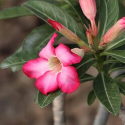 Desert Rose Adenium Shrub -Brighter Blooms Adenium obesum 4