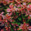 Admiration Barberry Shrub -Brighter Blooms Admiration Barberry BB 600x600 99337817 f6b2 4d00 9109 267c6d46e8f6