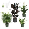 Air-Purifying House Plant Kit 1 Air-Purifying House Plant Kit -Brighter Blooms Air Purifying 600x600 4ed74176 bac8 494f ba80 6f5ce2baa662