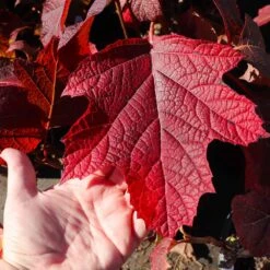 Alice Oakleaf Hydrangea Shrub -Brighter Blooms Alice Oakleaf Hydrangea 4