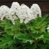 Alice Oakleaf Hydrangea Shrub -Brighter Blooms Alice Oakleaf Hydrangea BB 600x600 990c24fb db62 463b 95ba 7d7d17c3dddd