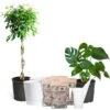 All-in-One House Plant Kit 1 All-in-One House Plant Kit -Brighter Blooms AllinOneHouseplant Kit 600x600 ffb76663 0a27 45f8 aed0 30775de85e3f
