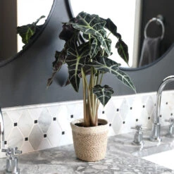 Alocasia Polly With Decorative Pot -Brighter Blooms Alocasia 2