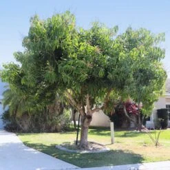 Alphonso Mango Tree -Brighter Blooms Alphonso Mango 5 BB