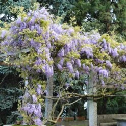 Amethyst Falls Wisteria Vine -Brighter Blooms Amathyst Falls Wisteria 6 BB