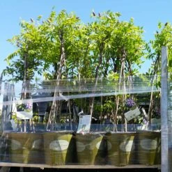 Amethyst Falls Wisteria Vine -Brighter Blooms Amathyst Falls Wisteria 8 2G