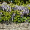Amethyst Falls Wisteria Vine -Brighter Blooms Amathyst Falls Wisteria BB 600x600 7d77924f 14a4 4320 8776 72323913a7aa