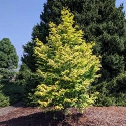 Amber Glow™ Redwood Tree 11 Amber Glow™ Redwood Tree -Brighter Blooms Amber Redwood 10 BB