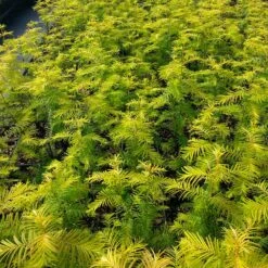 Amber Glow™ Redwood Tree 9 Amber Glow™ Redwood Tree -Brighter Blooms Amber Redwood 4 BB