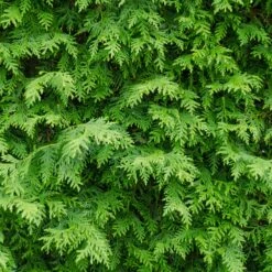 American Arborvitae Tree -Brighter Blooms American Arborvitae