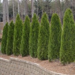 American Arborvitae Tree -Brighter Blooms American Arborvitae 2 BB