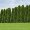 American Arborvitae Tree -Brighter Blooms American Arborvitae BB 600x600 ae62b4ab 3fa8 47e4 adb3 af749e7bc13a