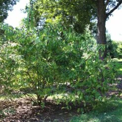 American Beautyberry -Brighter Blooms American Beautyberry2 BB