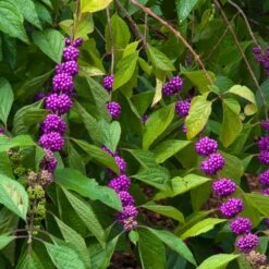 American Beautyberry -Brighter Blooms American Beautyberry 1 FGT