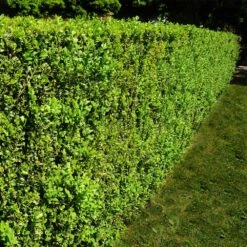 American Boxwood Shrub 10 American Boxwood Shrub -Brighter Blooms American Boxwood 5 BB