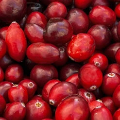 American Cranberry Bush 12 American Cranberry Bush -Brighter Blooms American Cranberry 4 BB