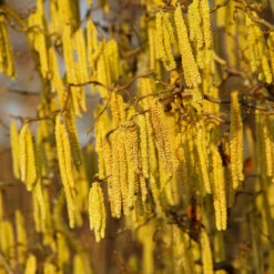 American Hazelnut Tree -Brighter Blooms American Hazelnut 2